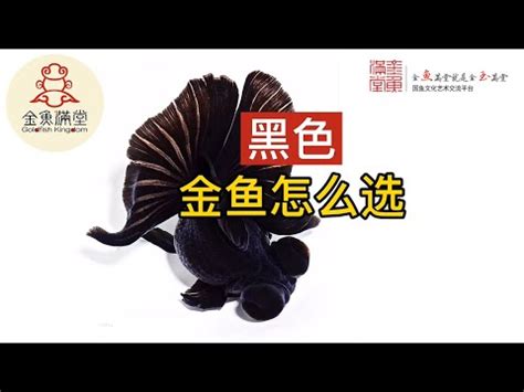 黑色金魚|黑金魚風水：招財必看